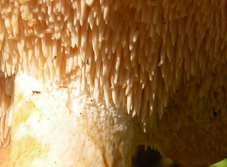 Hydnum repandum e....